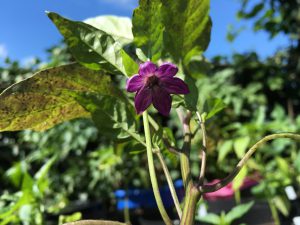 Jalapeño Blüte Deep Purple