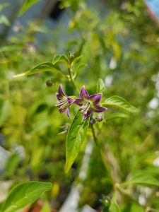 Capsicum Eximium