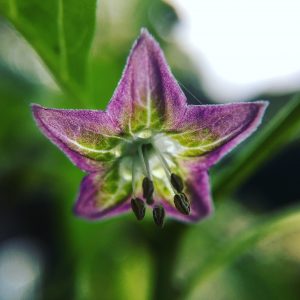 Capsicum Eximium Blüte